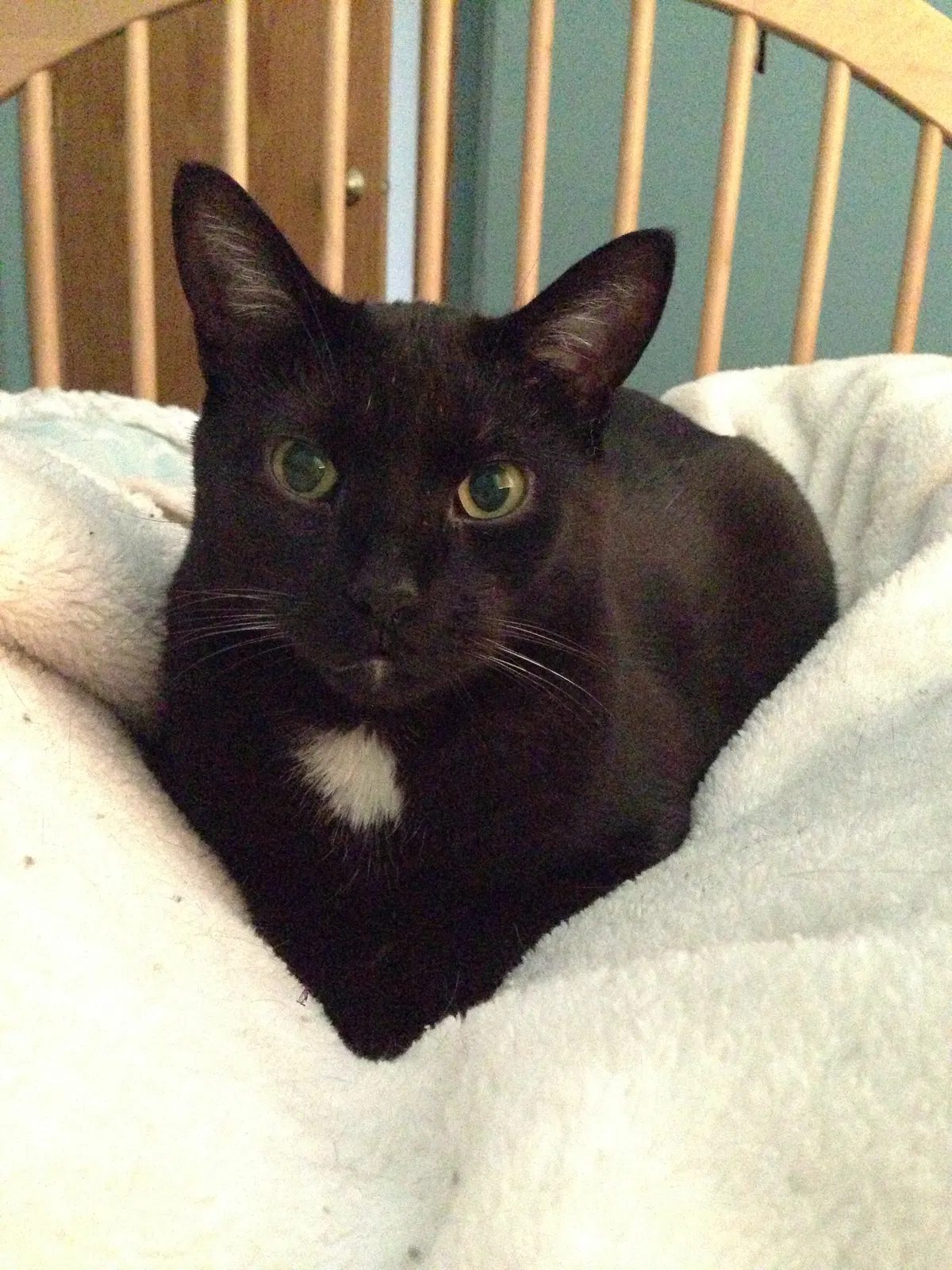 Lost cat in Prior Lake, MN, 55372