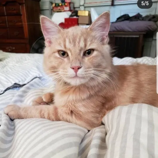 Lost cat in Berkeley, CA, 94705