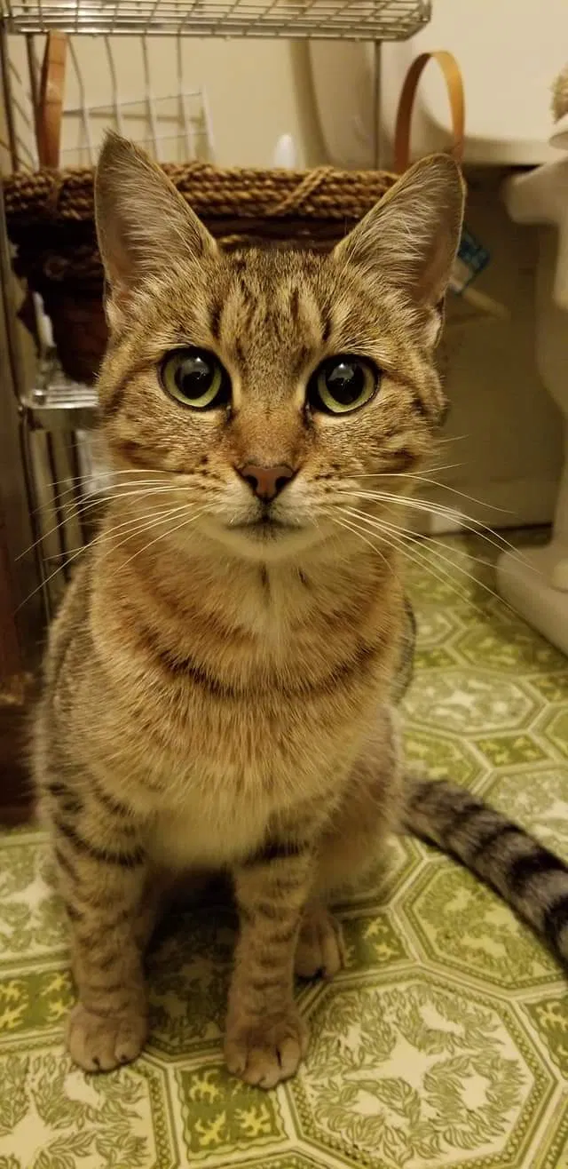 Lost cat in Johnson City, TN, 37604