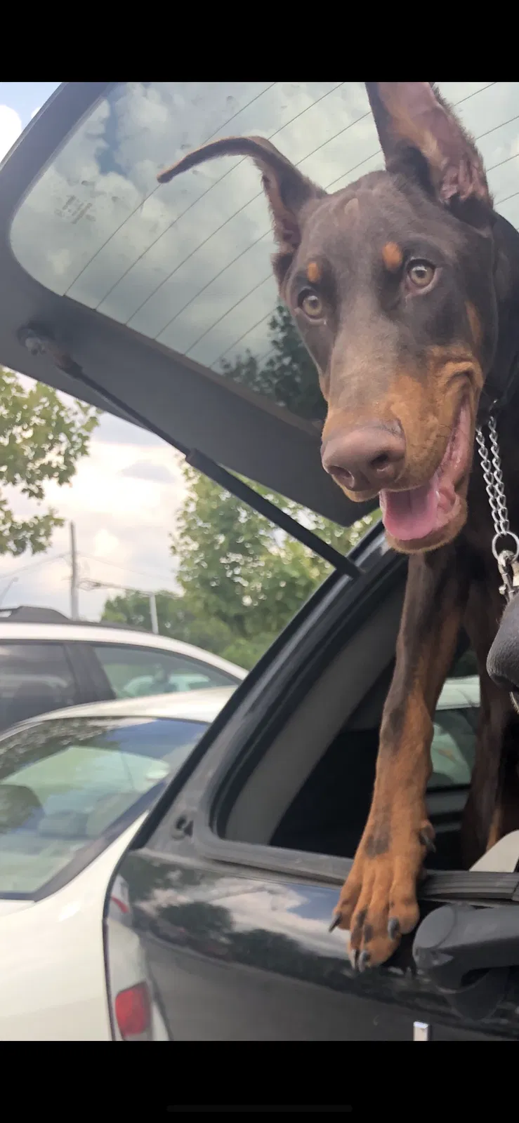 Lost dog in Columbus, OH, 43211