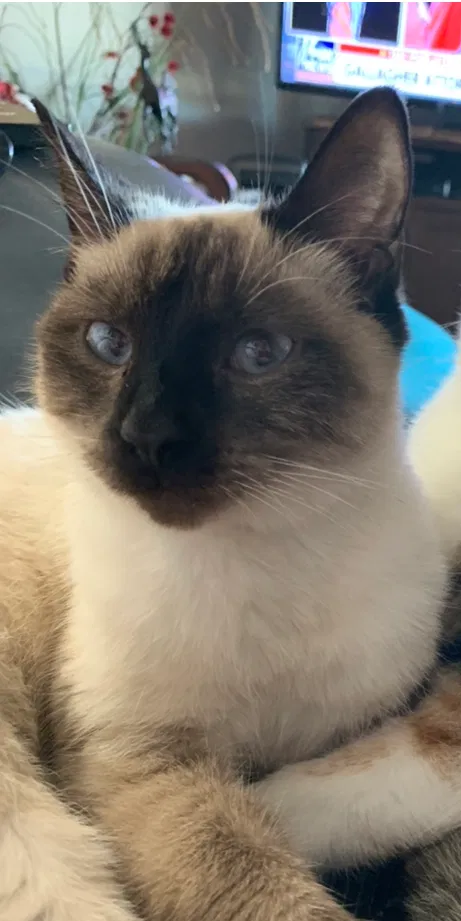 Lost cat in Enid, OK, 73701