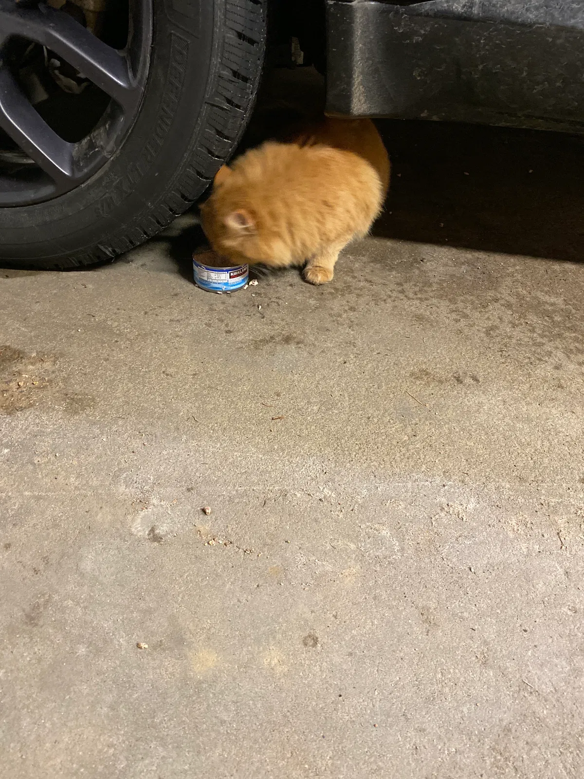 Found cat in Aniwa, WI, 54408