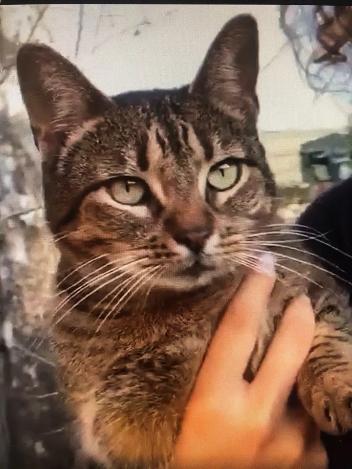 Lost cat in Lavon, TX, 75166