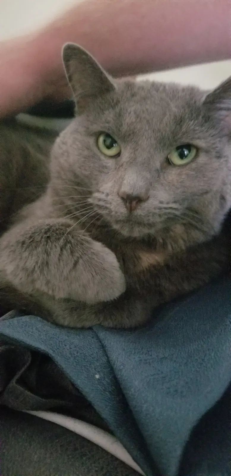 Lost cat in Jeffersonville, IN, 47130