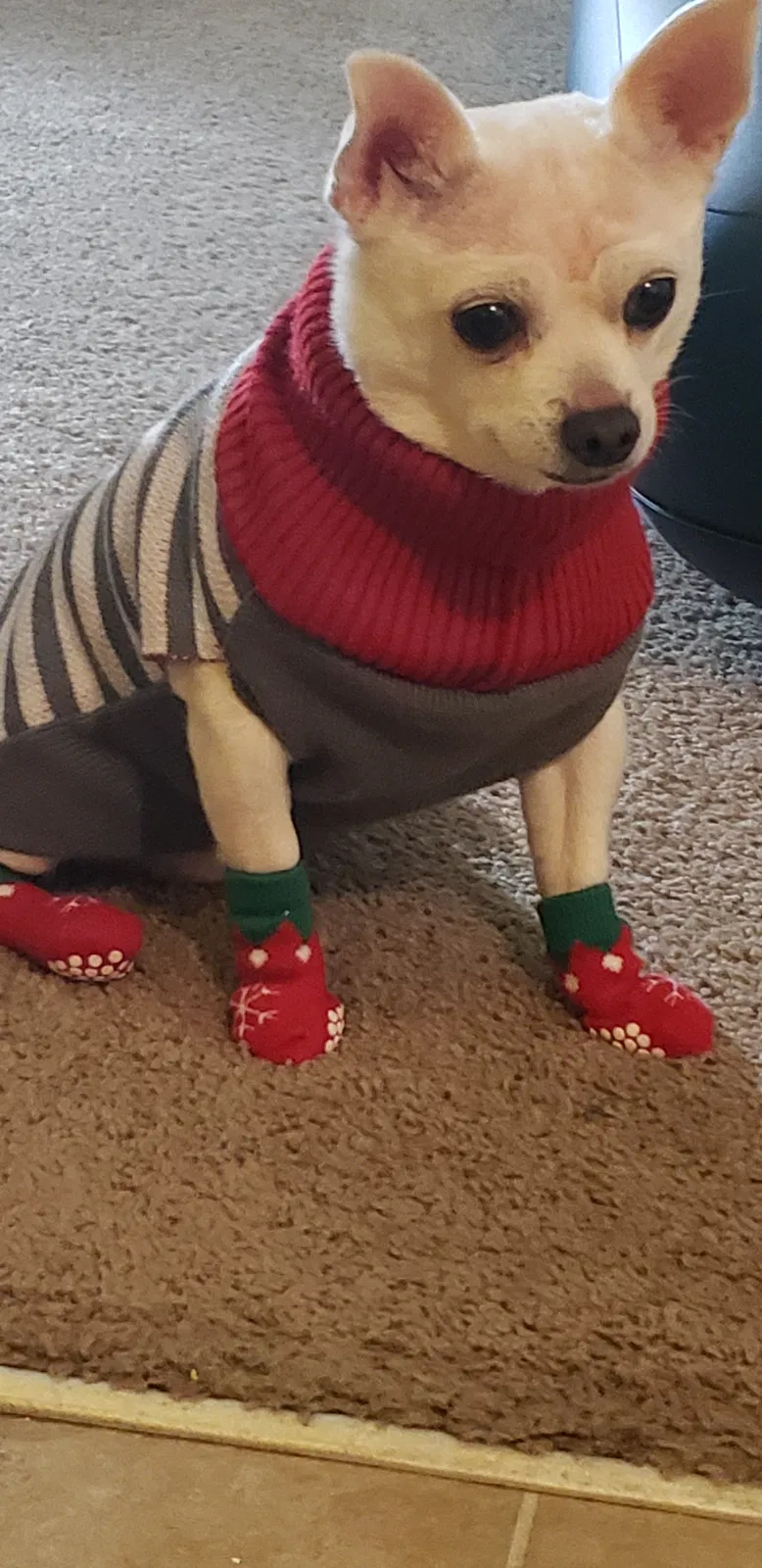 Lost dog in Ogden, UT, 84403