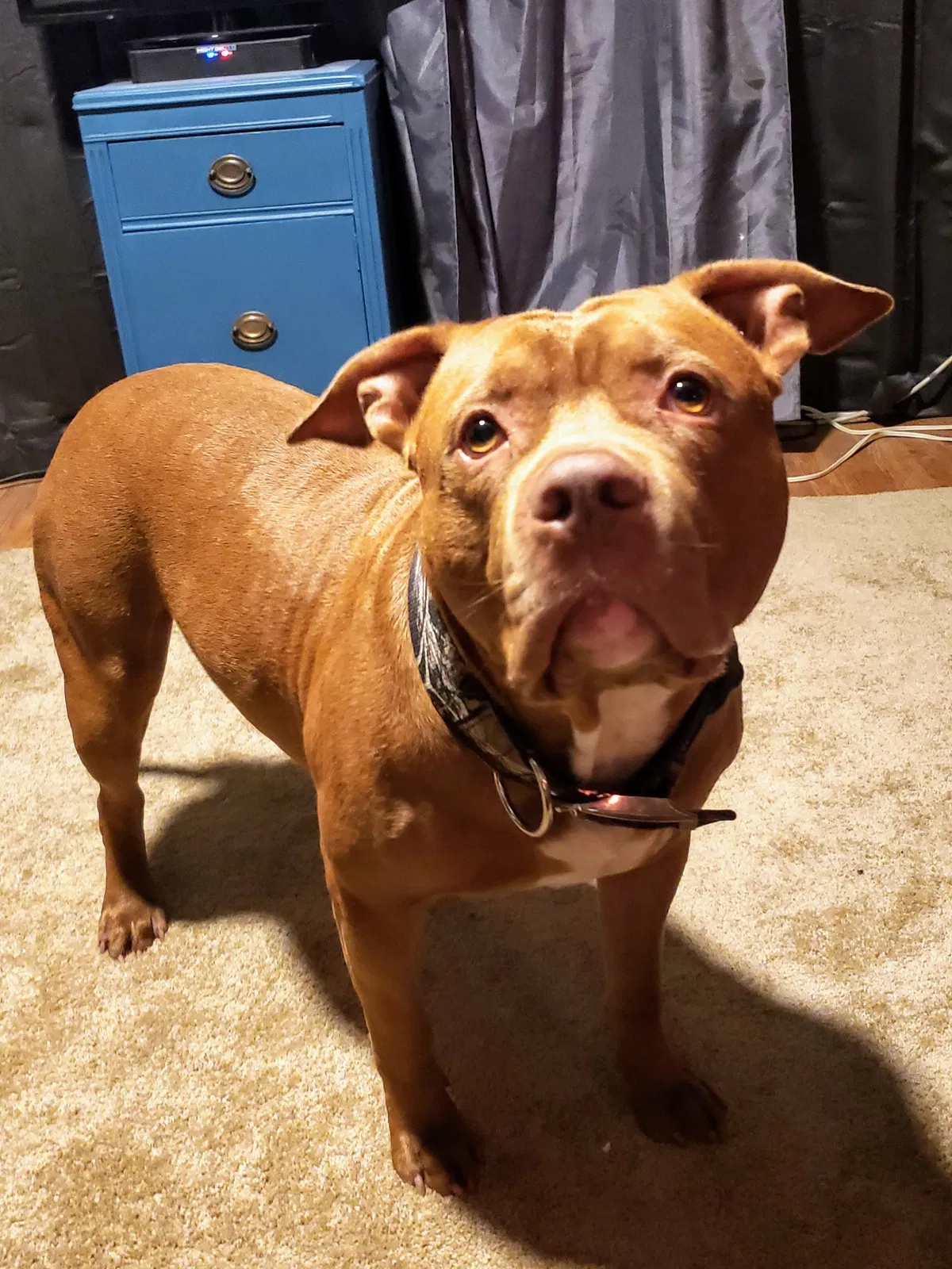 Lost dog in Pelion, SC, 29123