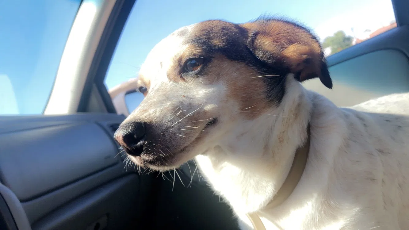 Lost dog in Rogersville, AL, 35652