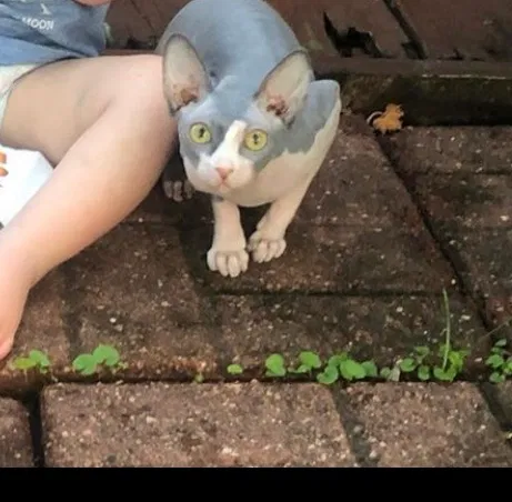 Lost cat in Pearland, TX, 77584