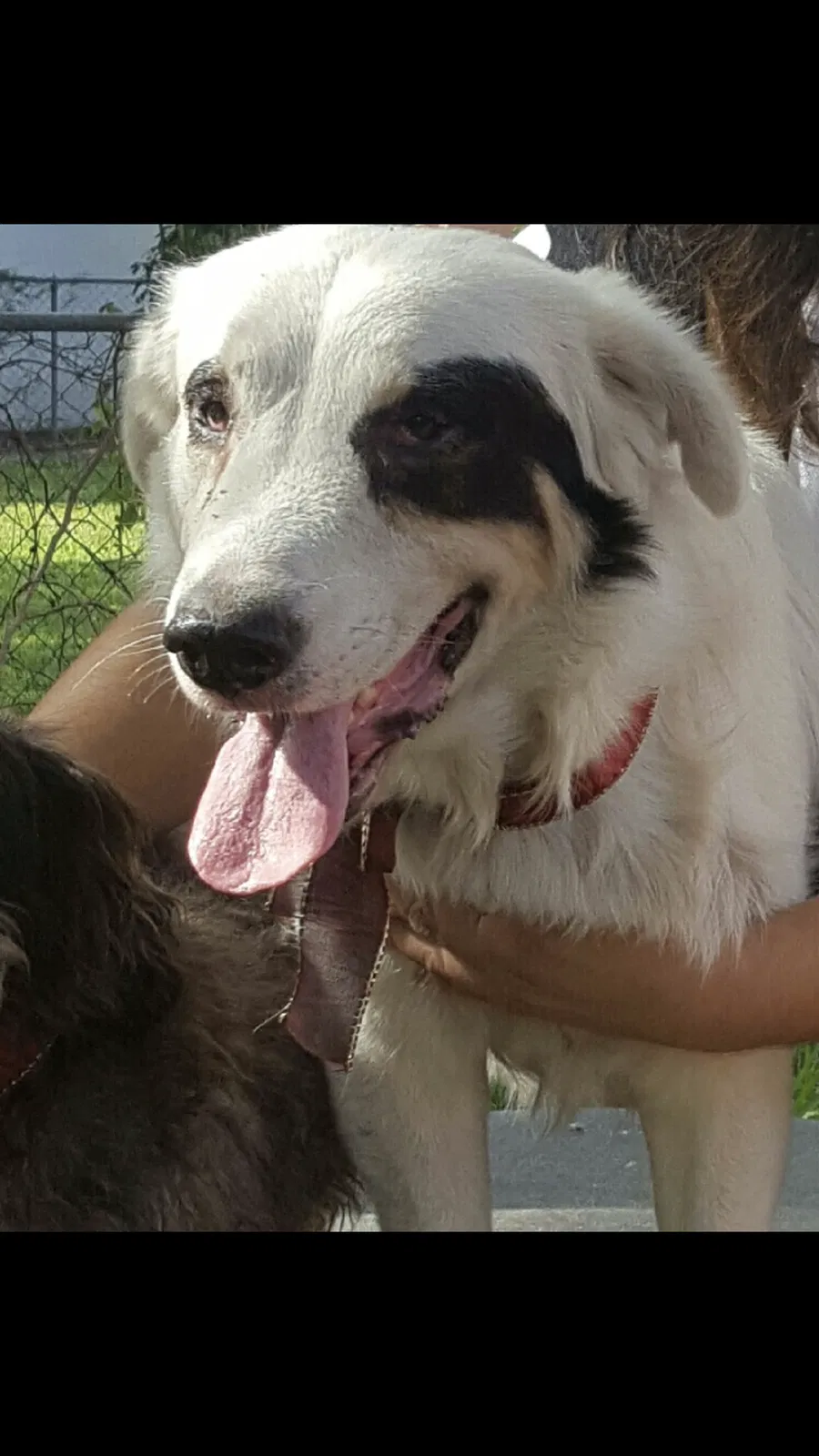 Lost dog in Miami, FL, 33142