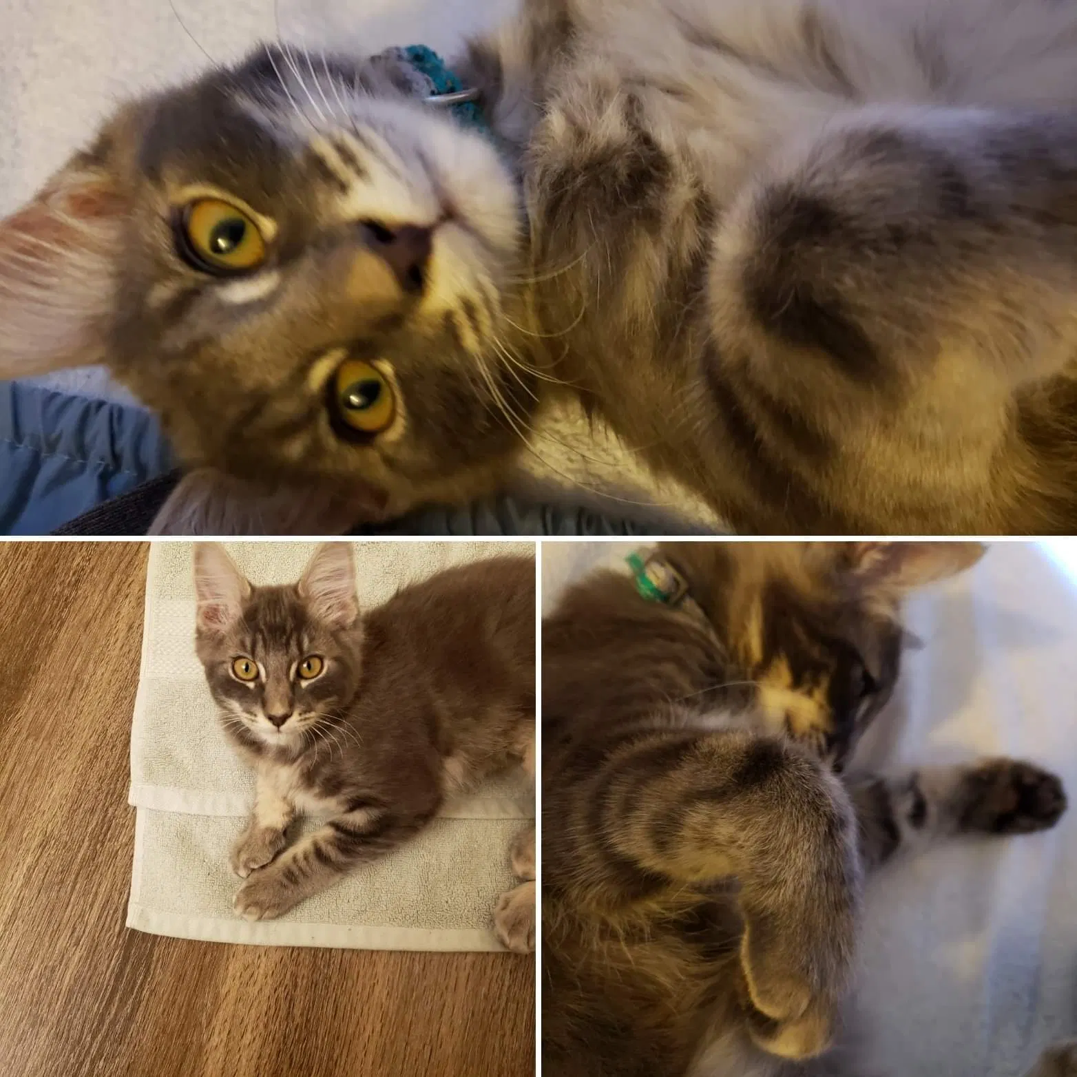 Lost cat in Auburn, WA, 98002