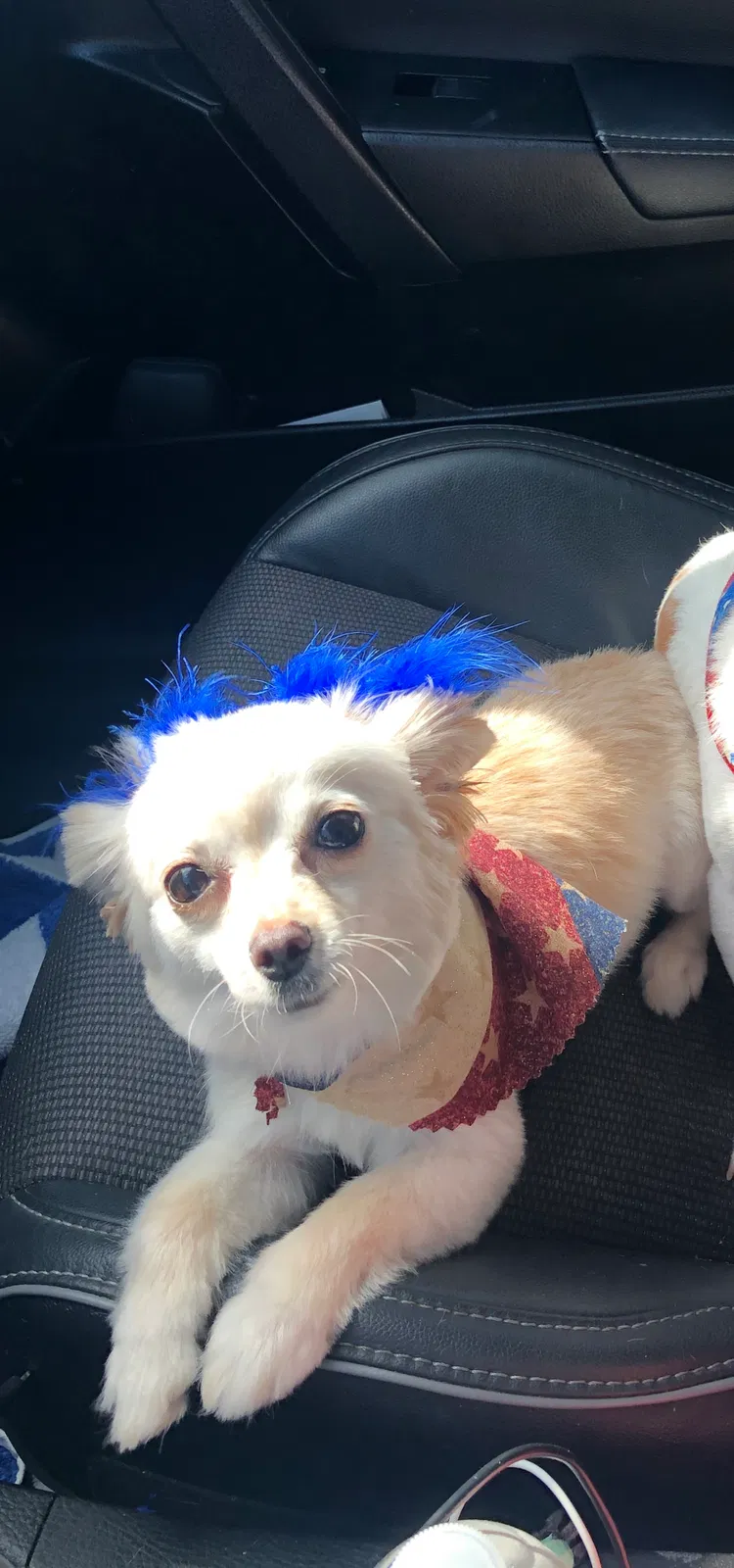 Lost dog in Arlington, TX, 76011
