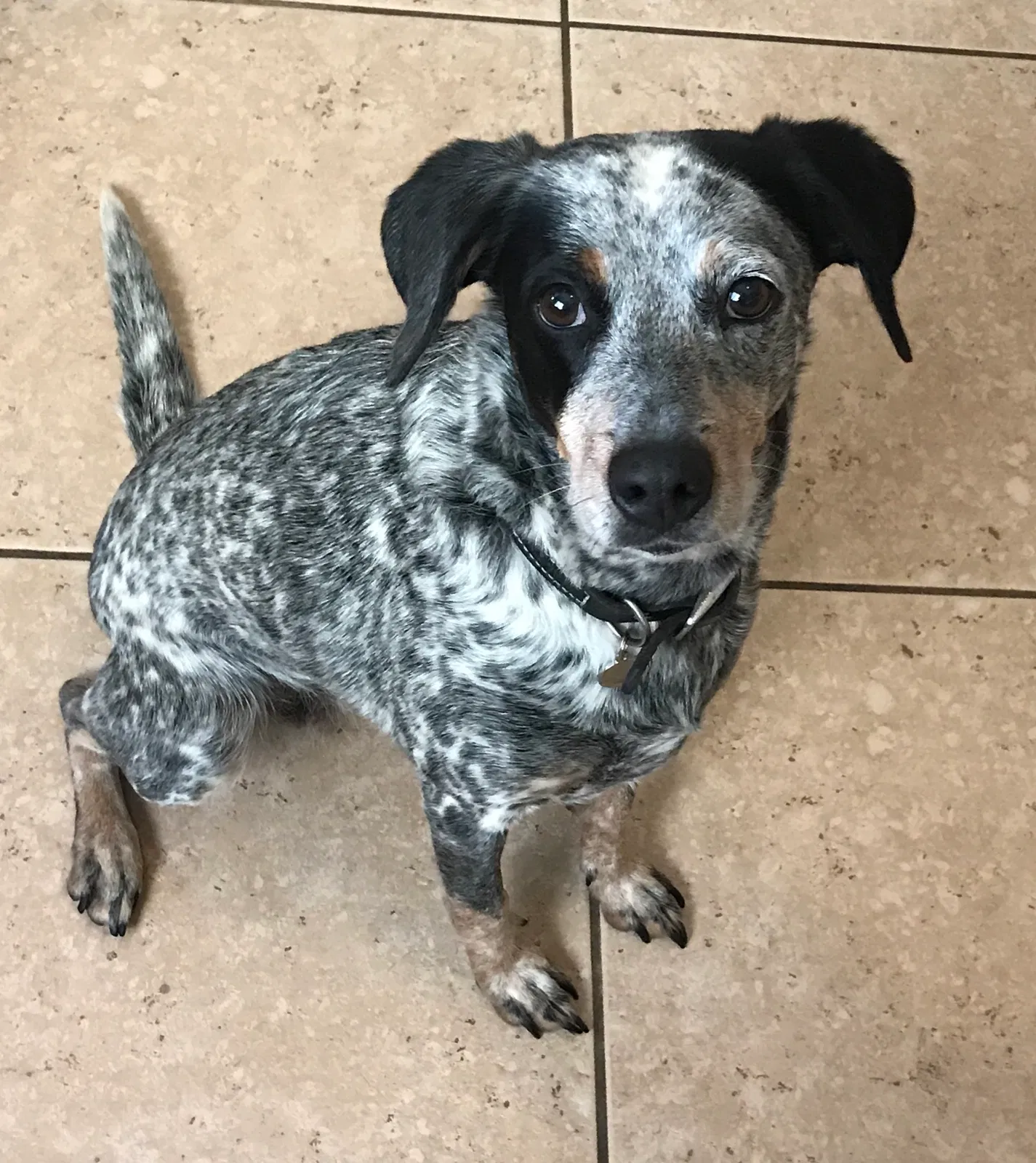 Lost dog in Fontana, CA, 92336
