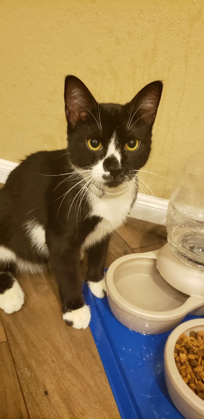 Lost cat in Katy, TX, 77449