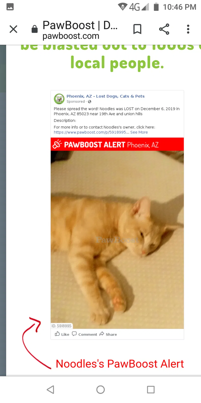 Lost cat in Phoenix, AZ, 85023