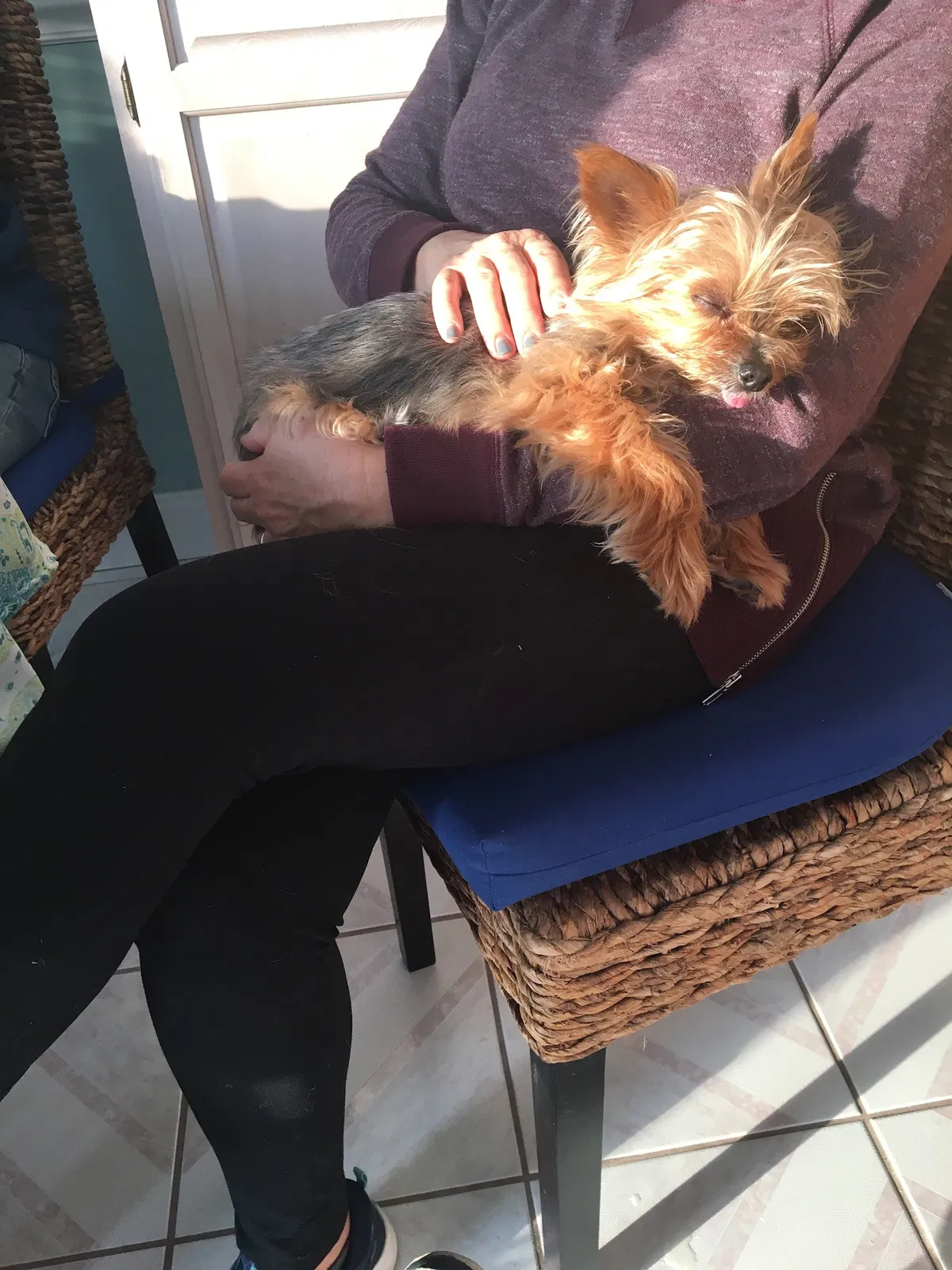 Lost dog in Malvern, PA, 19355