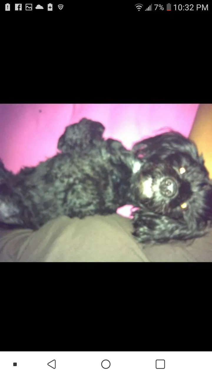 Lost dog in Hyattsville, MD, 20781