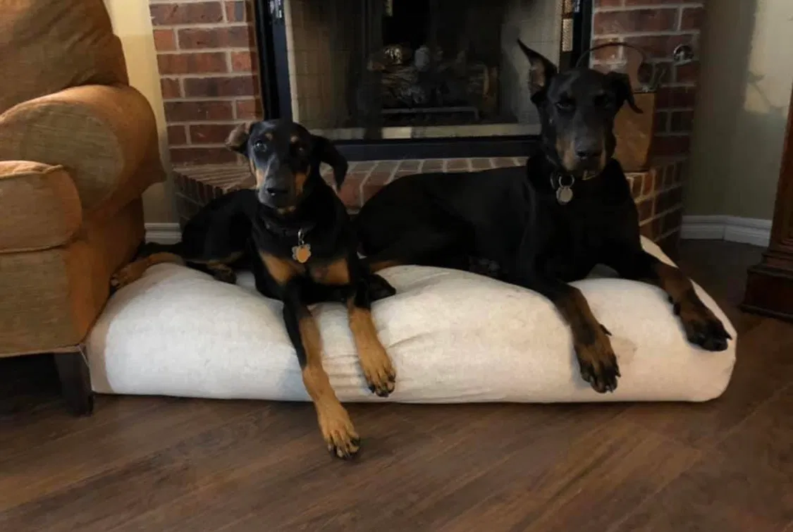 Lost dog in Tulsa, OK, 74129
