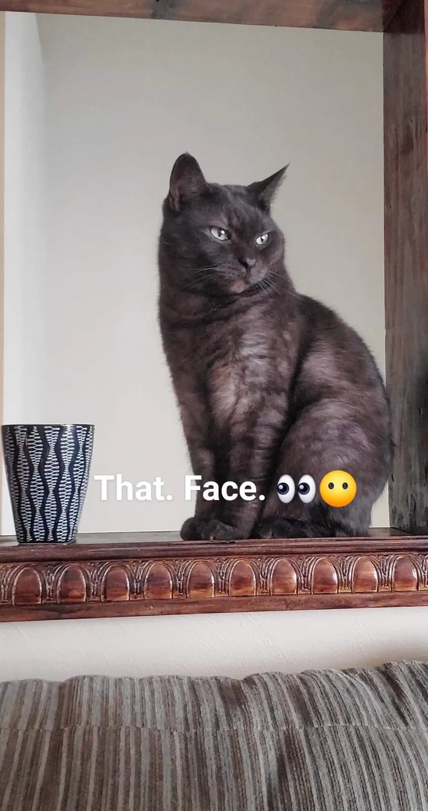 Lost cat in Littlestown, PA, 17340