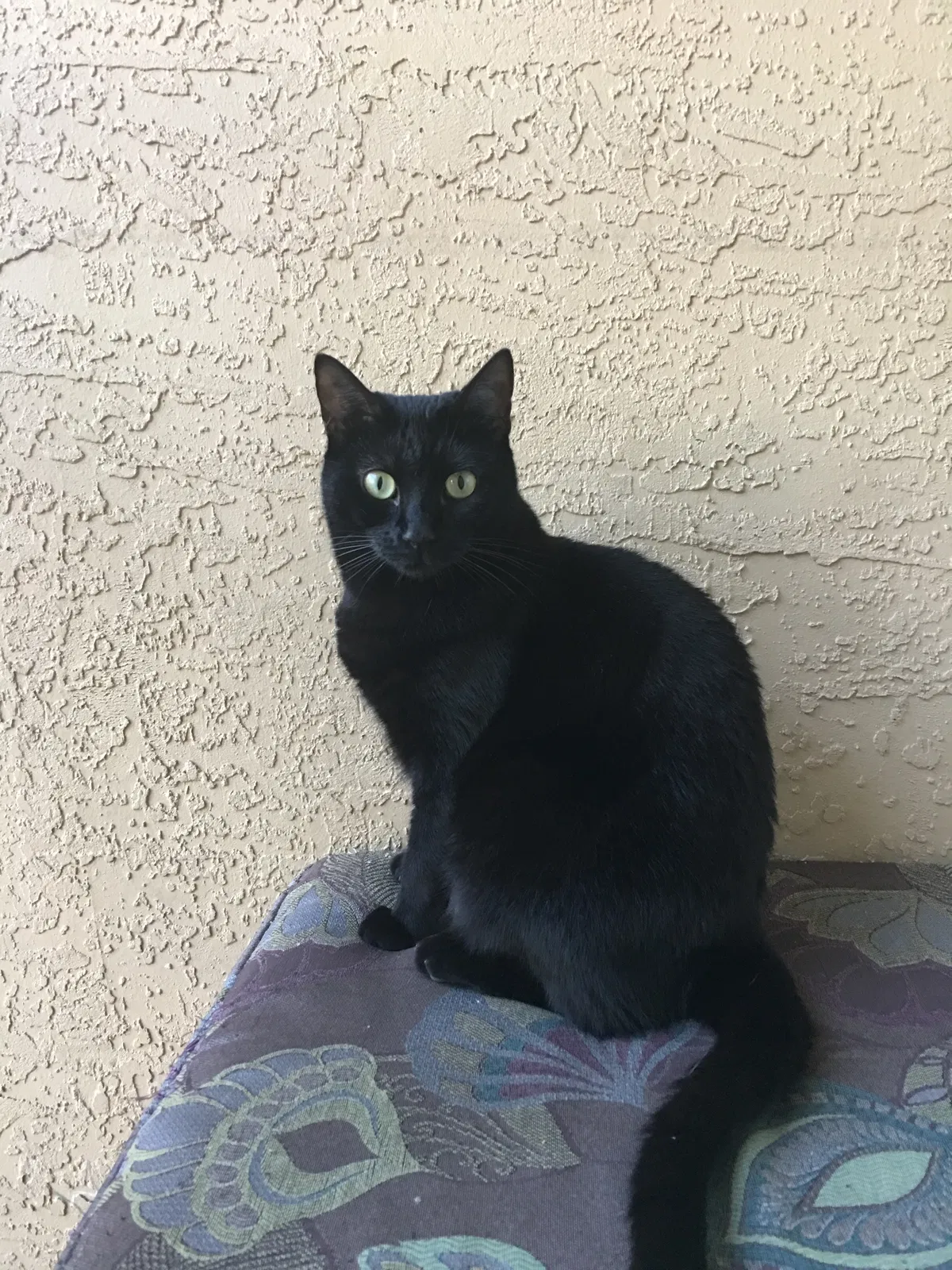 Lost cat in Fairfax, VA, 22030