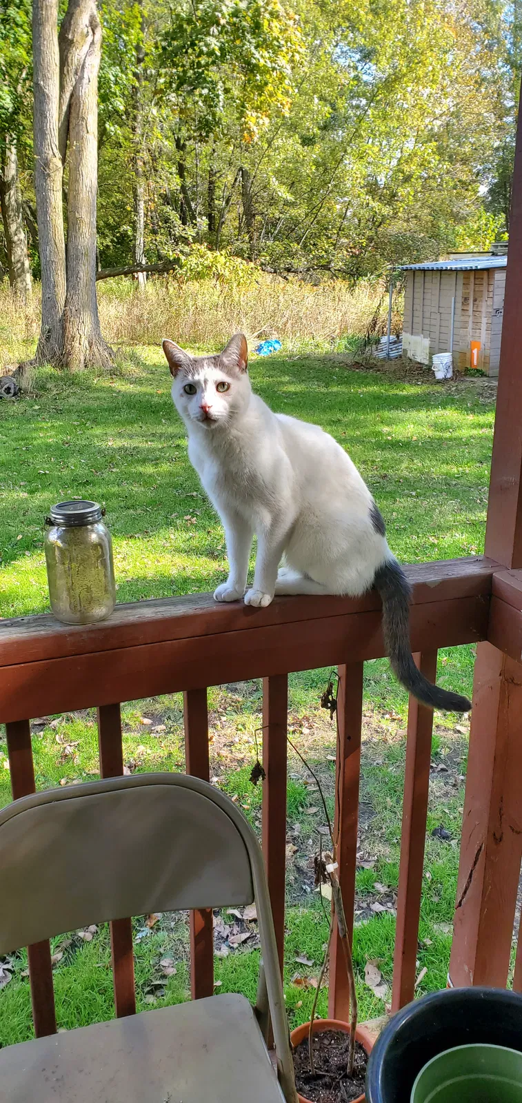 Lost cat in Caledonia, MI, 49316