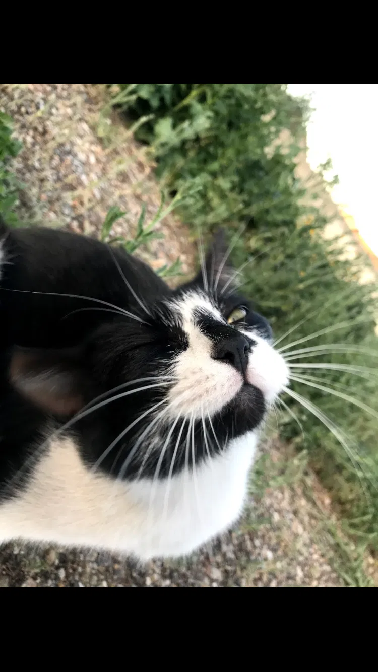 Lost cat in Agoura Hills, CA, 91301