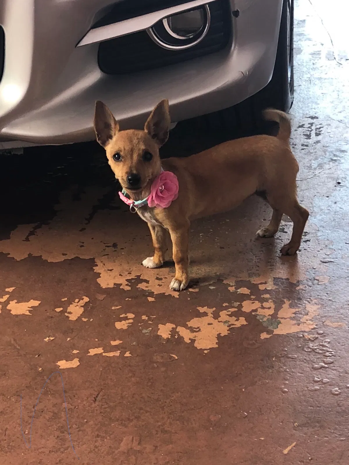 Lost dog in Miami, FL, 33169