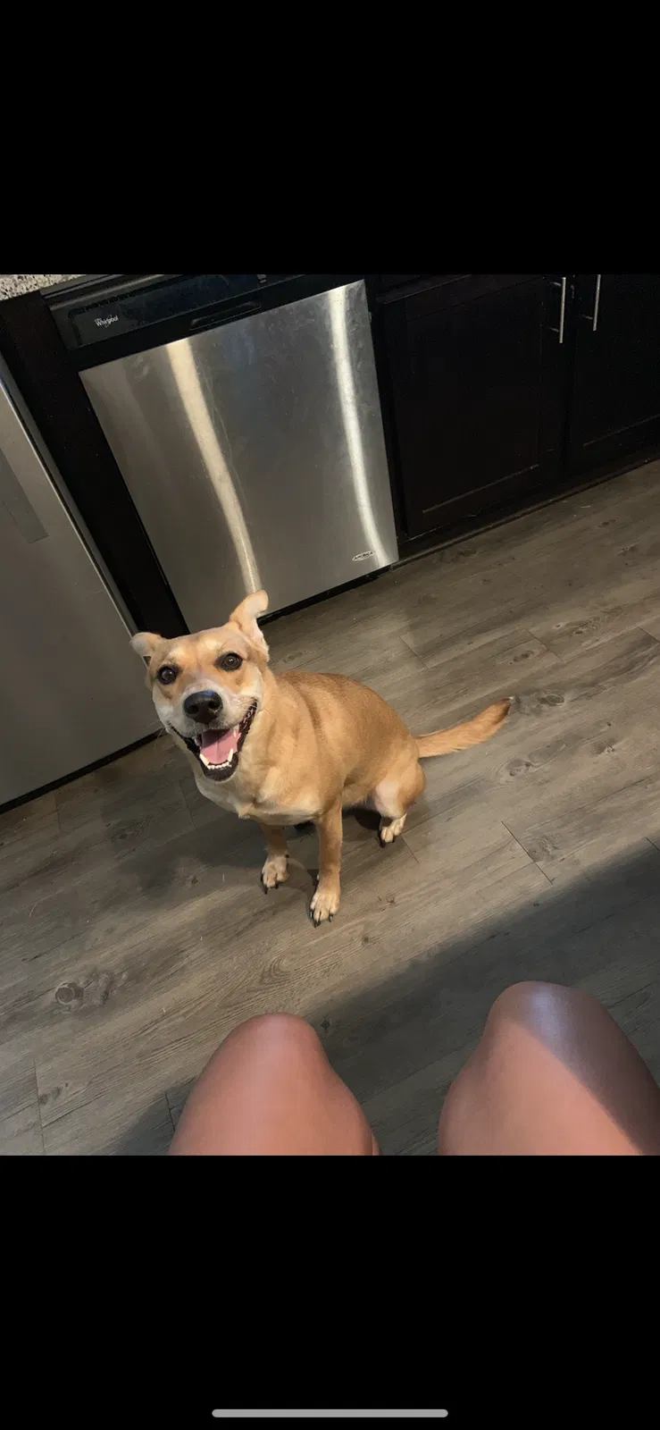 Lost dog in Baton Rouge, LA, 70820