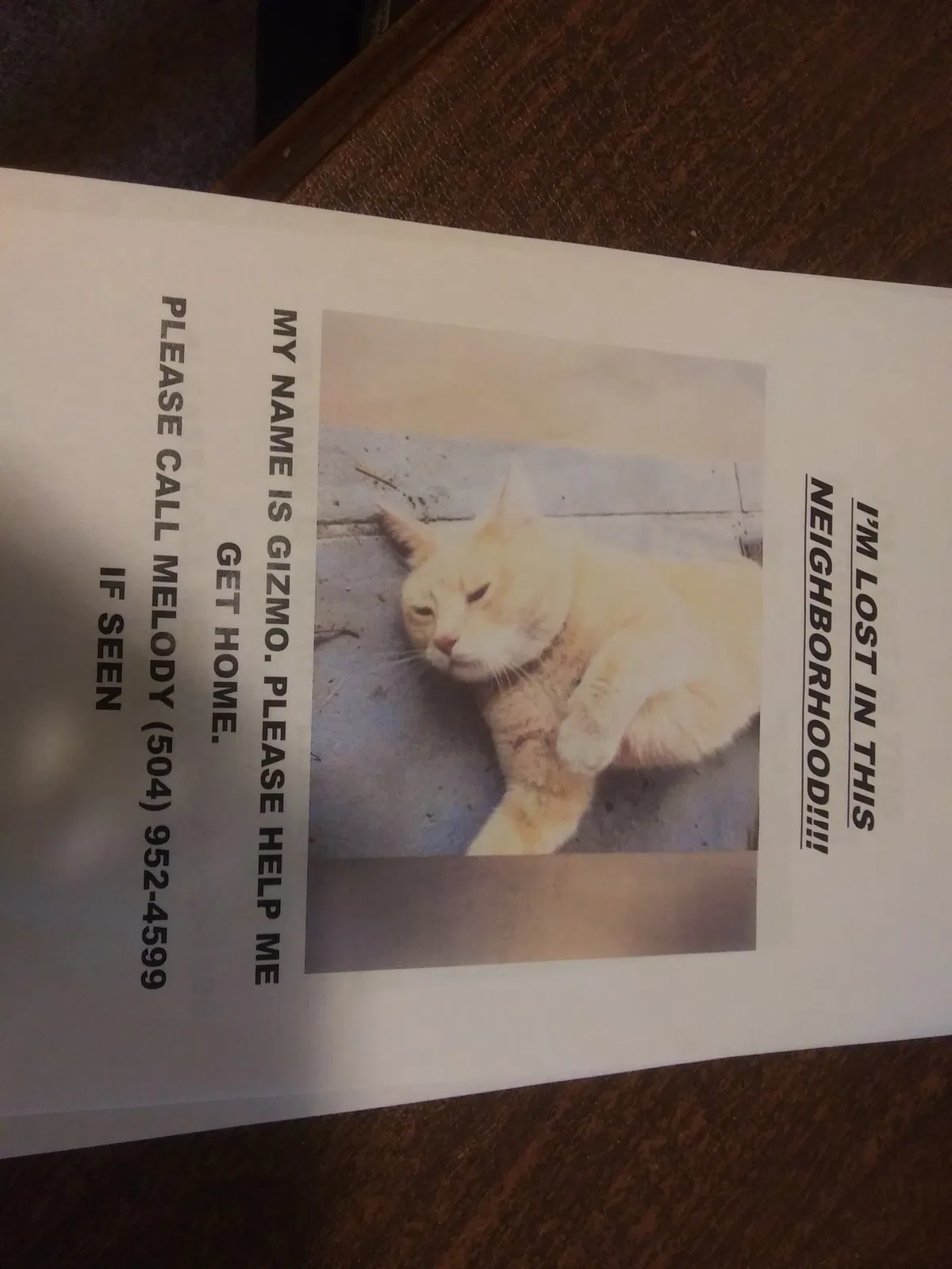 Lost cat in Metairie, LA, 70006