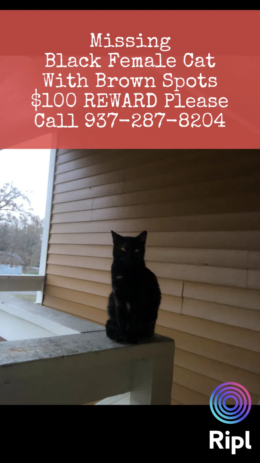 Lost cat in Dayton, OH, 45459