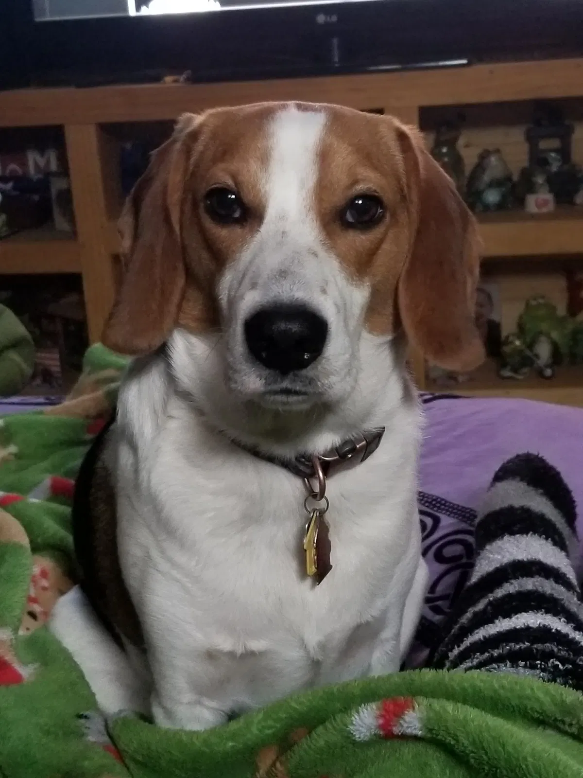 Lost dog in Des Moines, IA, 50317