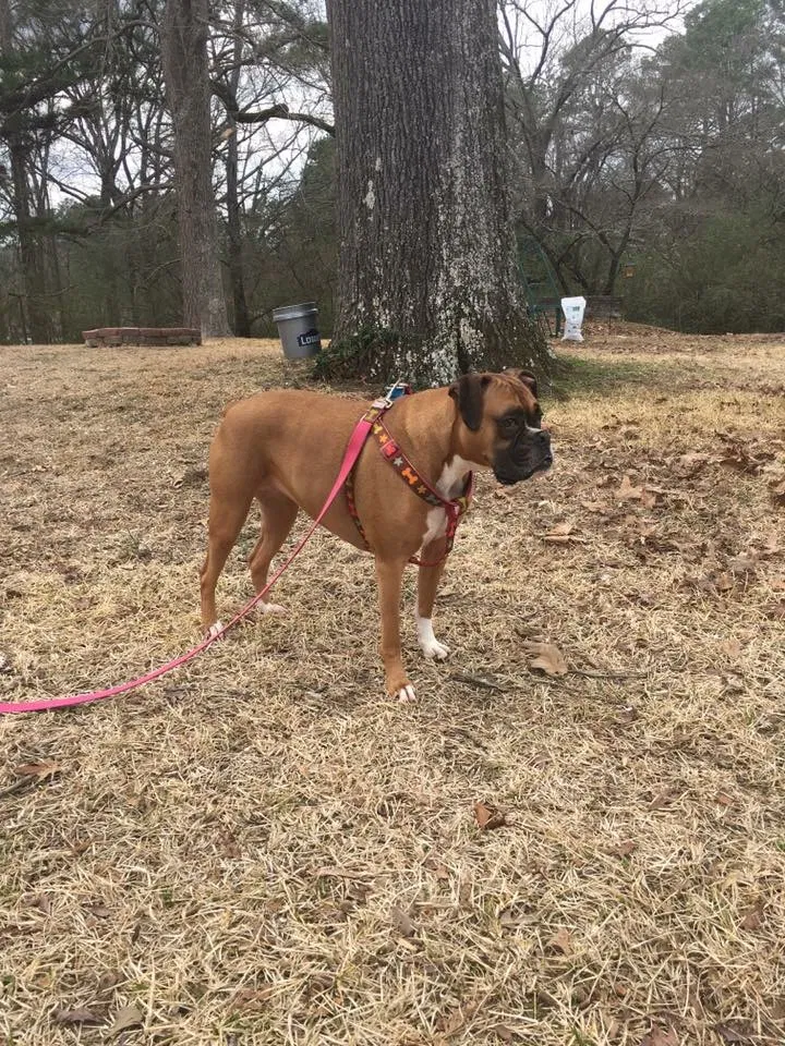 Lost dog in Benton, AR, 72015