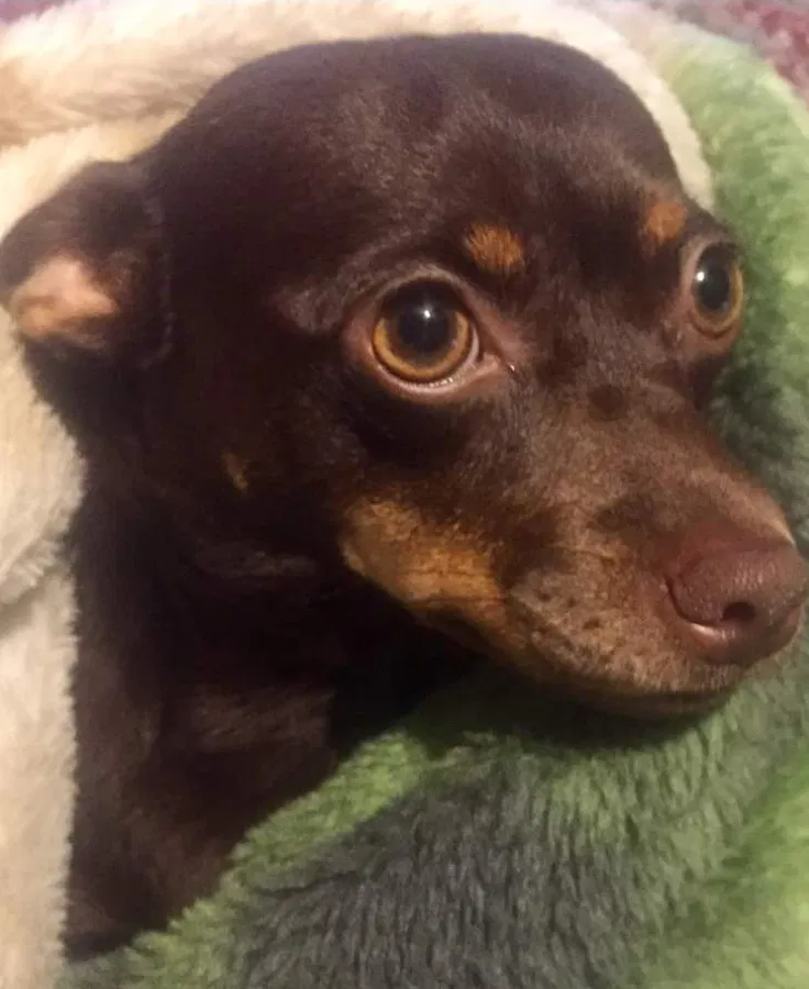 Lost dog in Kannapolis, NC, 28083