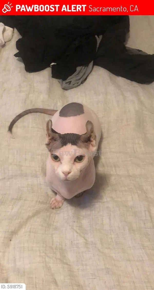 Lost cat in Sacramento, CA, 95817