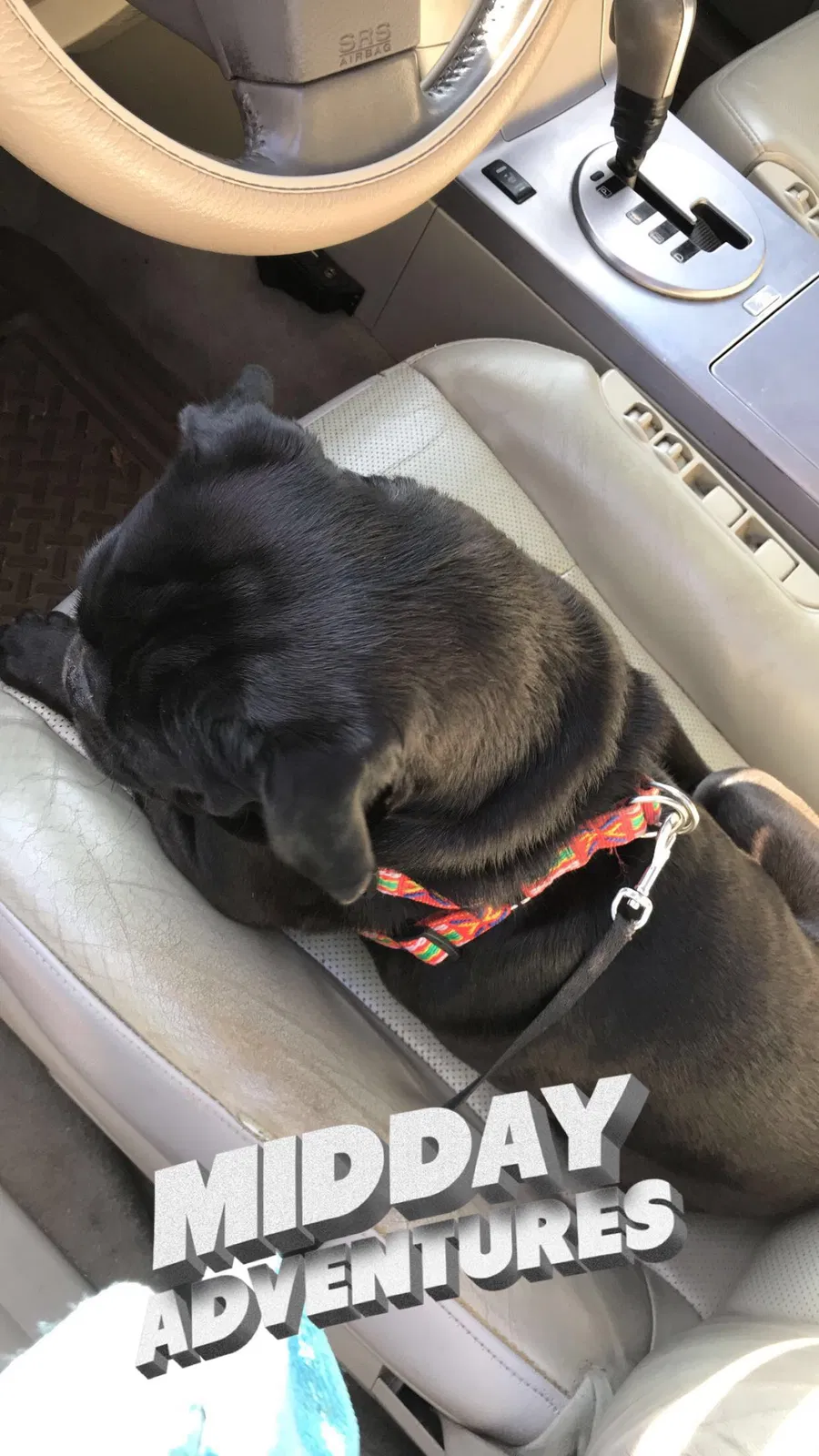 Lost dog in Bakersfield, CA, 93301