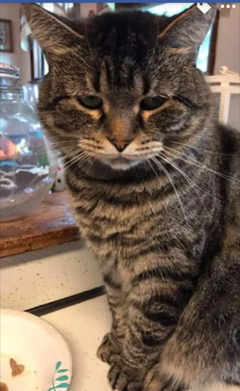 Lost cat in Elizabethtown, PA, 17022