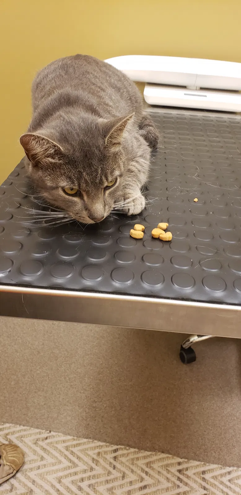 Lost cat in Lewisberry, PA, 17339