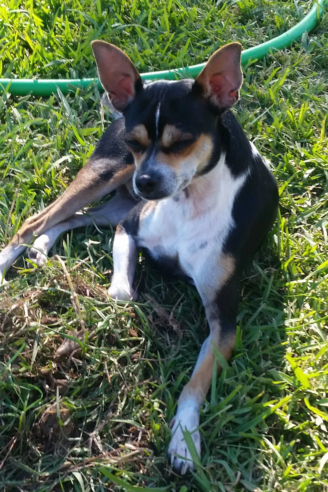 Lost dog in Lafayette, LA, 70503