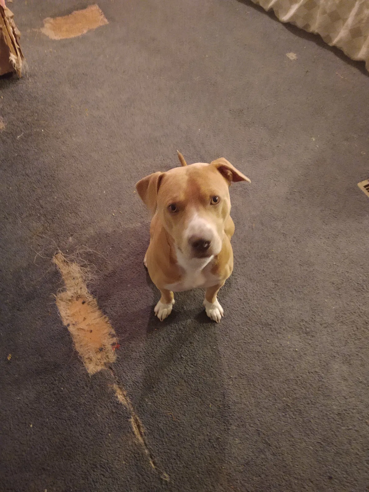 Lost dog in Caryville, TN, 37714
