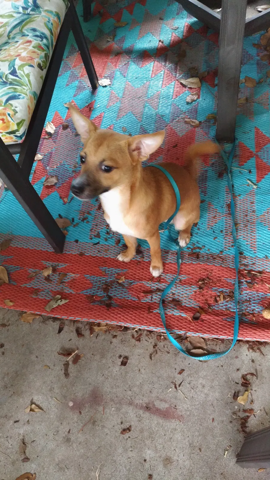 Lost dog in Savannah, GA, 31406