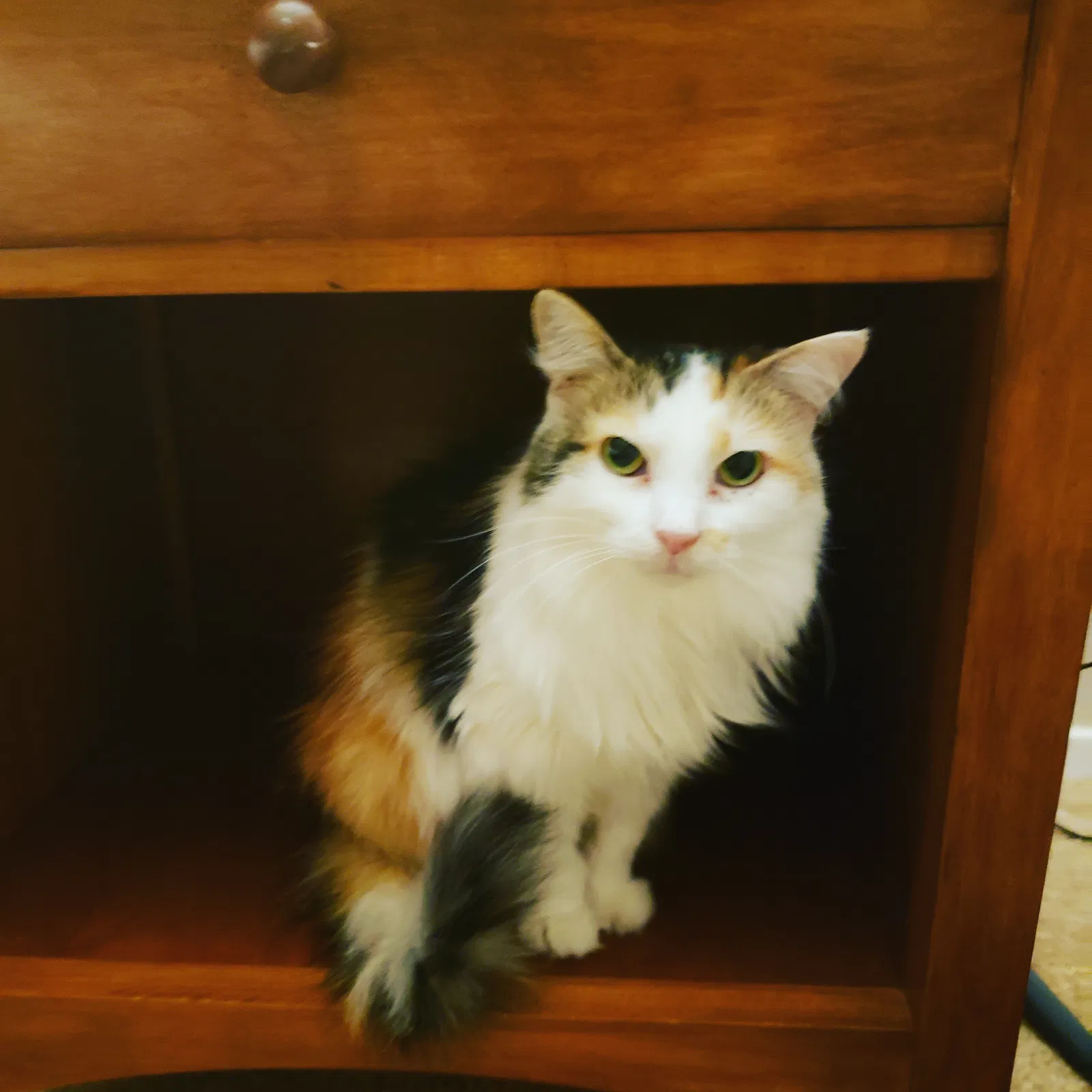 Lost cat in Cleveland, OH, 44129