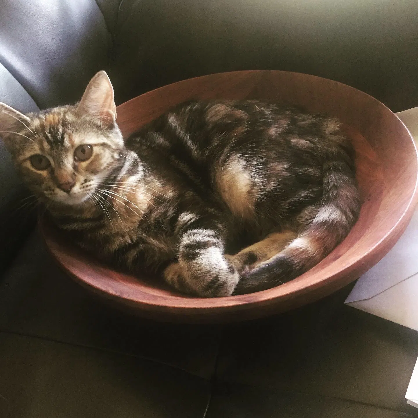 Lost cat in Fayetteville, AR, 72704