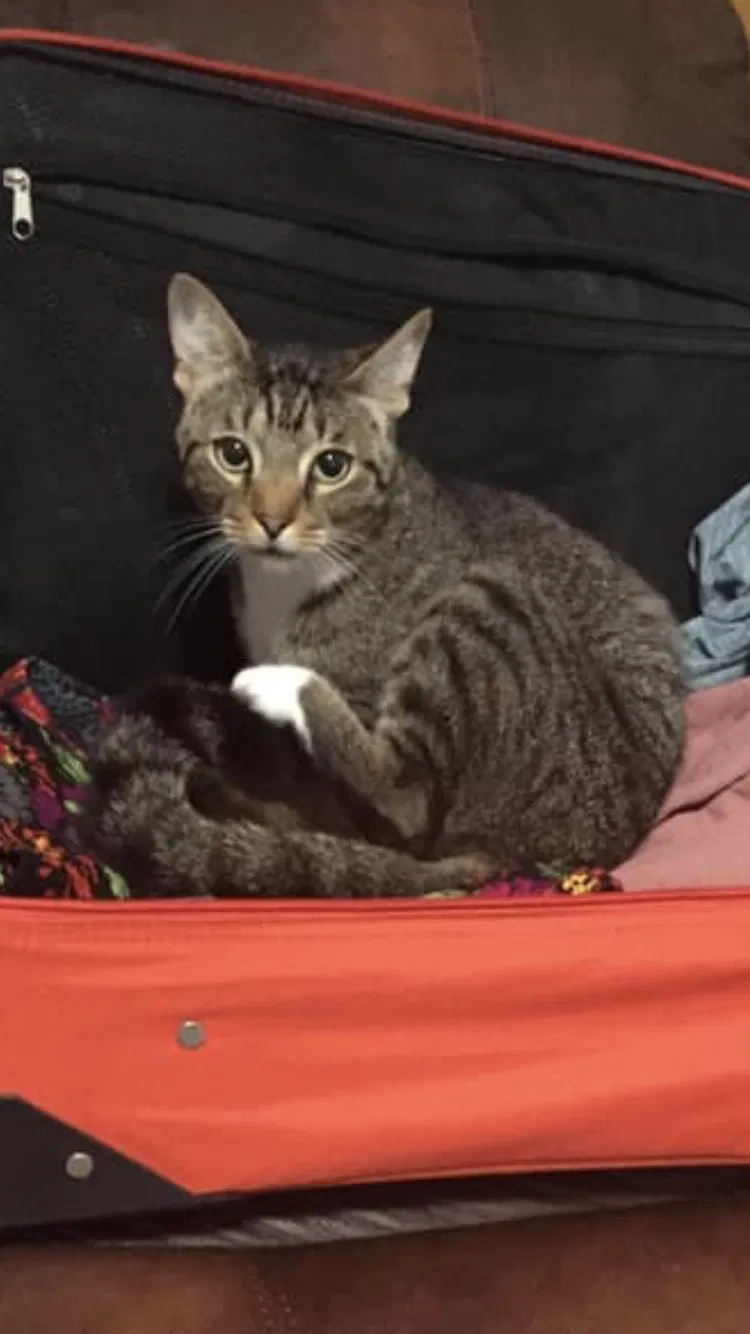 Lost cat in Birmingham, AL, 35226