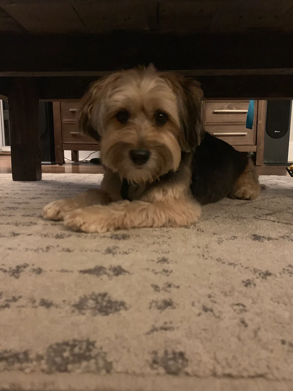 Lost dog in Kingsport, TN, 37660