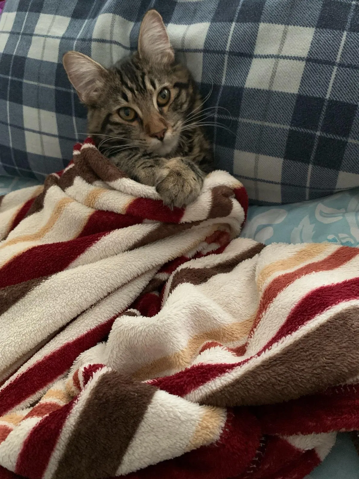 Lost cat in Rio Rancho, NM, 87144
