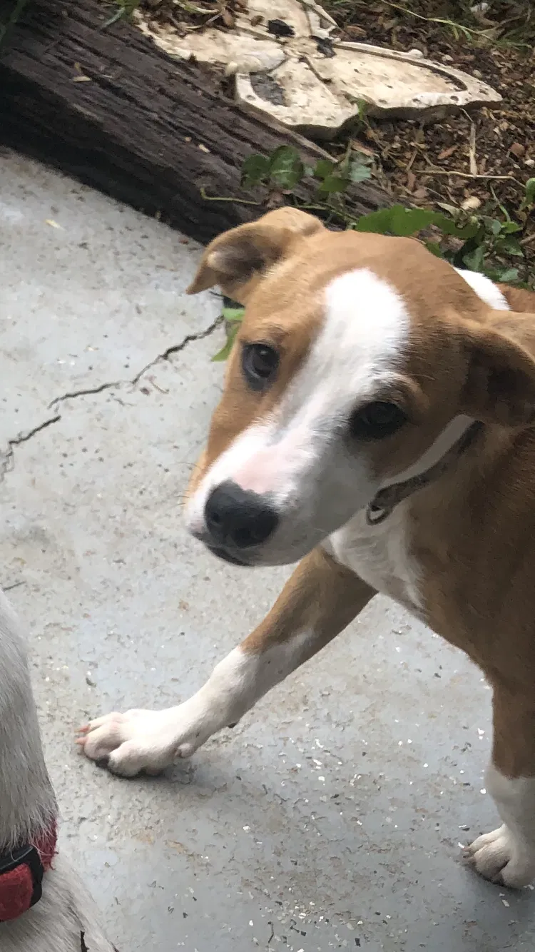Lost dog in Lumberton, NC, 28360