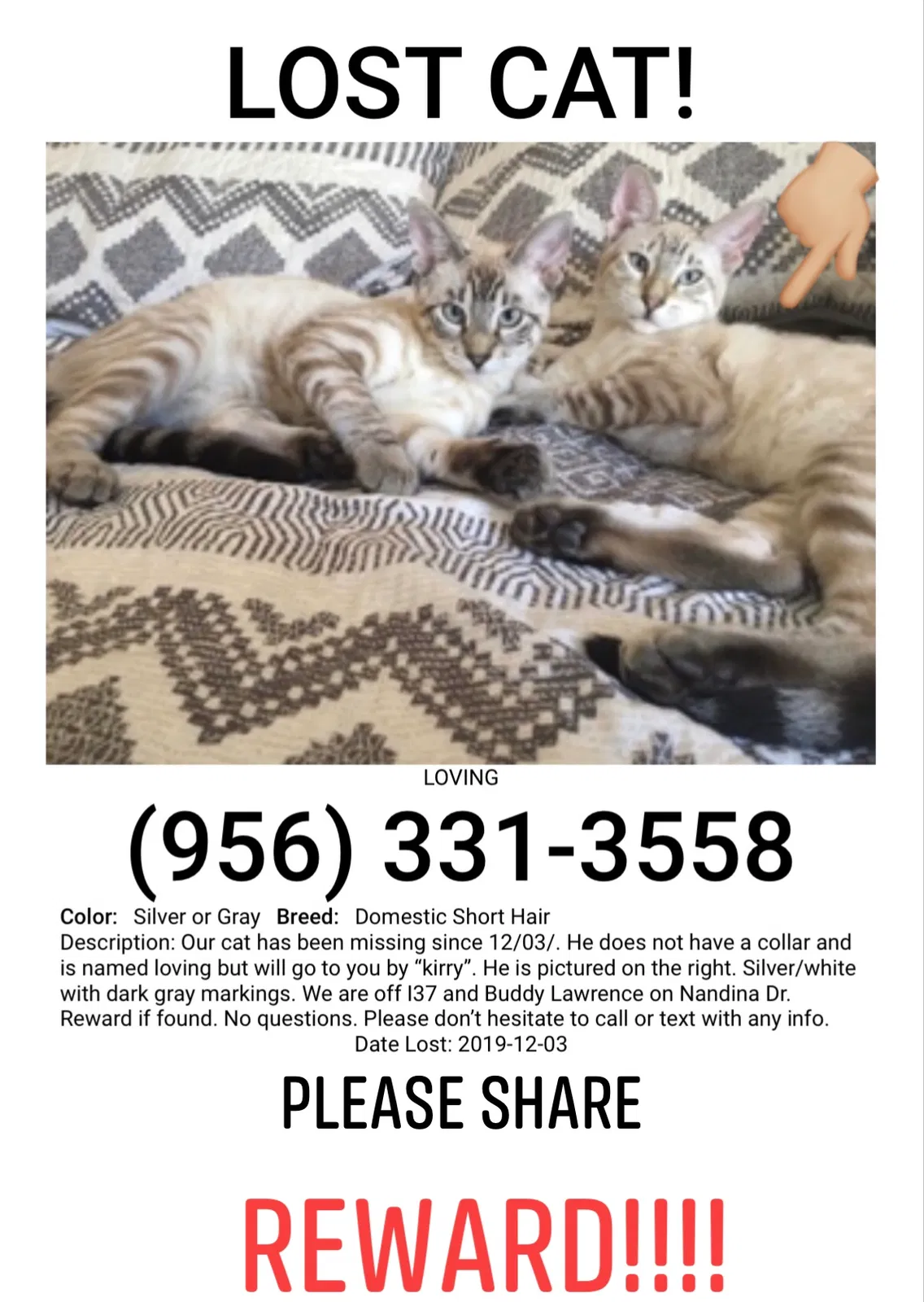 Lost cat in Corpus Christi, TX, 78408