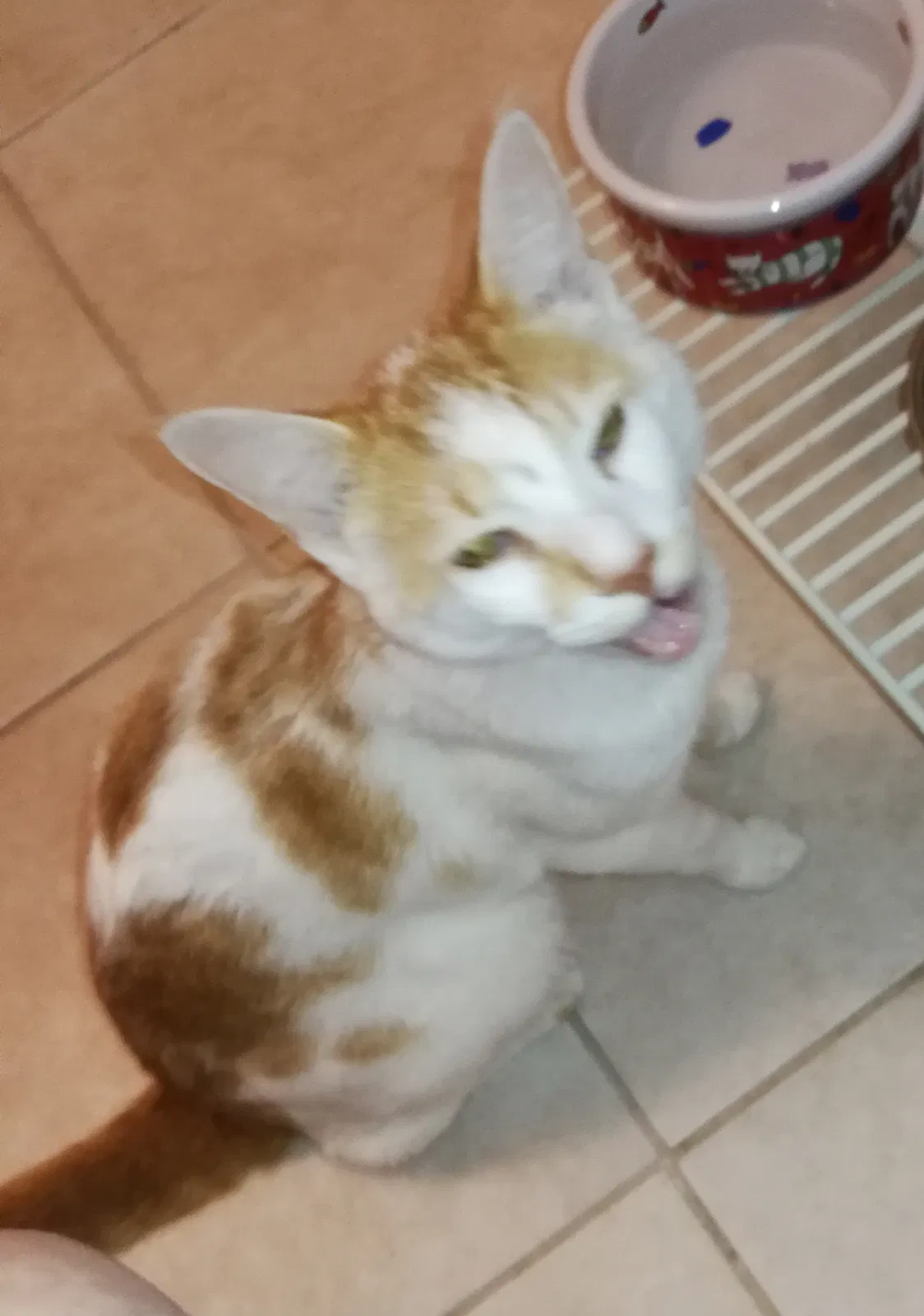 Lost cat in Charleston, SC, 29414