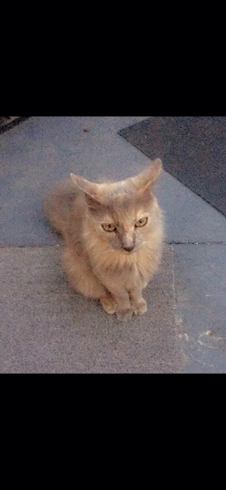 Lost cat in Fresno, CA, 93711