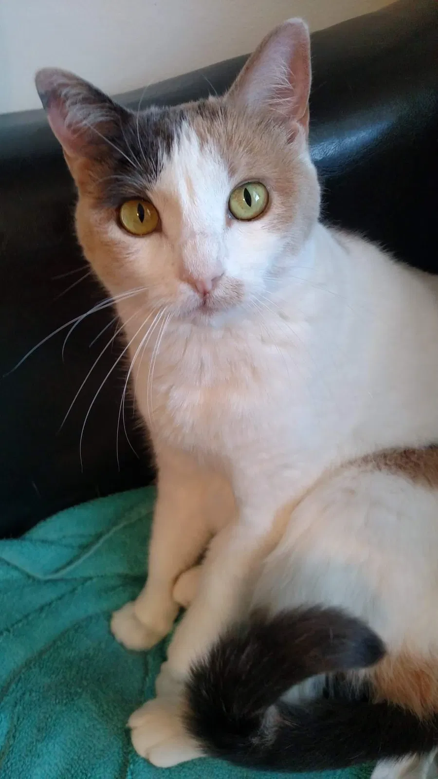 Lost cat in Woodbridge, VA, 22191
