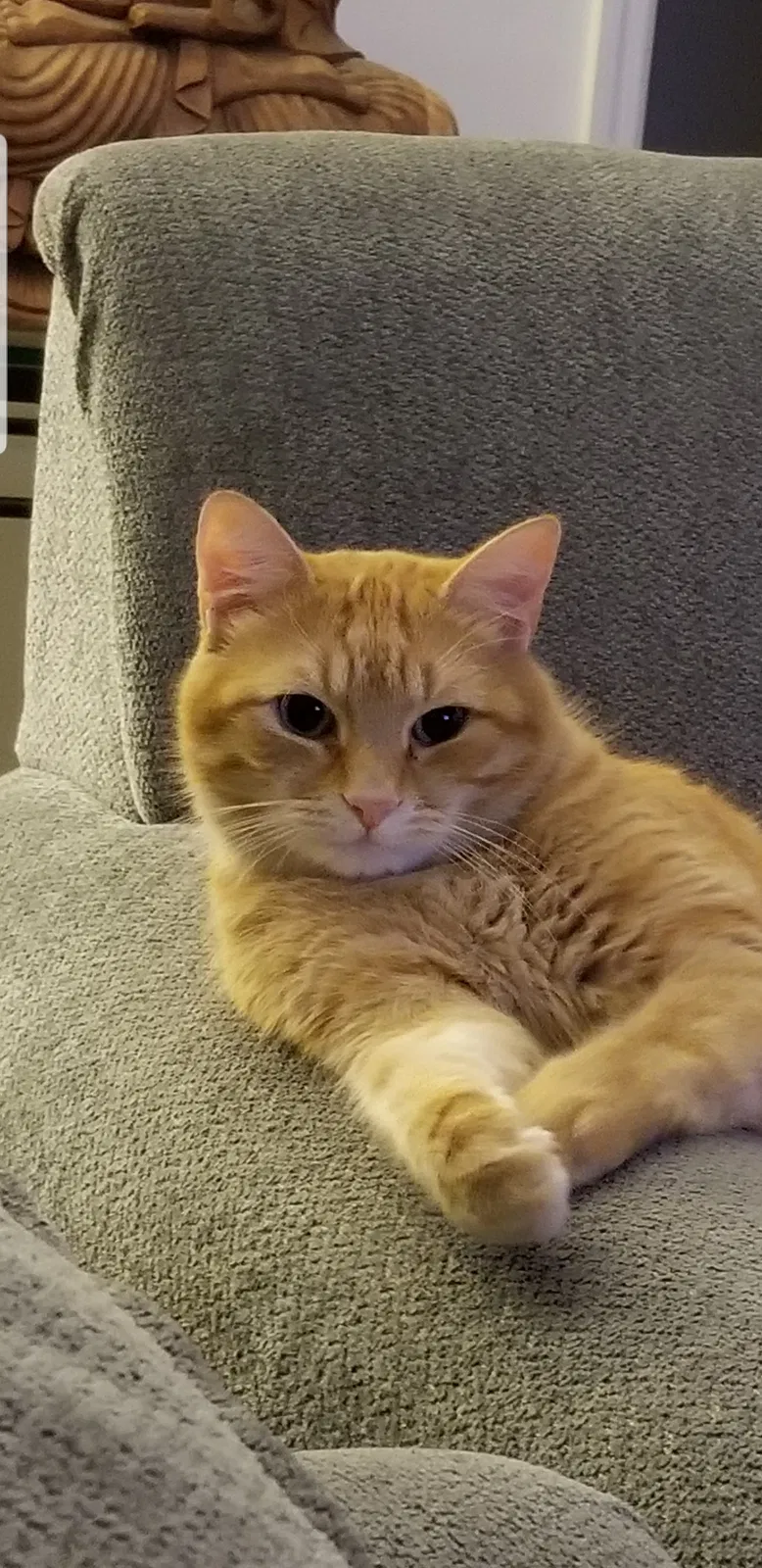 Lost cat in Raeford, NC, 28376